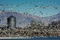 Lesser Snow Geese and Silo