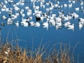 Lesser Snow Geese on Water