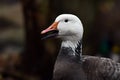 Lesser Snow Goose, blue morph.