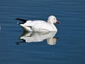 Lesser Snow Goose on Water