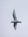 Lesser Snow Petrel, Sneeuwstormvogel, Pagodroma nivea