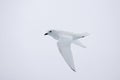 Lesser Snow Petrel, Sneeuwstormvogel, Pagodroma nivea