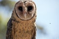 Lesser sooty owl