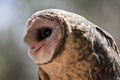 Lesser sooty owl Royalty Free Stock Photo