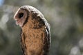 Lesser sooty owl Royalty Free Stock Photo