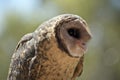 Lesser sooty owl Royalty Free Stock Photo