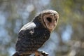 Lesser sooty owl Royalty Free Stock Photo