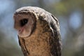 Lesser sooty owl Royalty Free Stock Photo