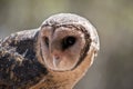 A lesser sooty owl Royalty Free Stock Photo