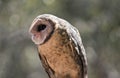 A lesser sooty owl Royalty Free Stock Photo