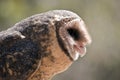 A lesser sooty owl Royalty Free Stock Photo