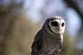 this is a close up of a lesser sooty owl Royalty Free Stock Photo