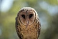 Lesser sooty owl