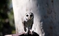 the lesser sooty owl is on a glove Royalty Free Stock Photo
