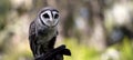 the lesser sooty owl is on a glove Royalty Free Stock Photo
