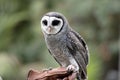 the lesser sooty owl is perched on a glove Royalty Free Stock Photo