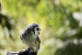 the lesser sooty owl is perched on a glove