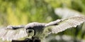 the lesser sooty owl has spread its wings for balance