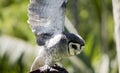 the lesser sooty owl is using his wings to balance