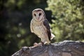 Lesser sooty owl