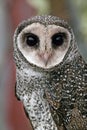 Lesser sooty owl bird portrait