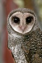 Lesser sooty owl portrait Tyto multipunctata