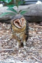 Lesser Sooty Owl standing on the ground in Cairns, Queensland, Australia