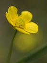 Lesser spearwort buttercup flower Royalty Free Stock Photo