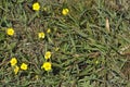 Lesser Spearwort - Ranunculus flammula Royalty Free Stock Photo