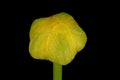 Lesser Spearwort (Ranunculus flammula). Flower Bud Closeup