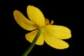 Lesser Spearwort (Ranunculus flammula). Flower Closeup