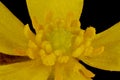 Lesser Spearwort (Ranunculus flammula). Pistils and Stamens Closeup