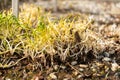 Lesser spearwort or Ranunculus Flammula plant in Saint Gallen in Switzerland Royalty Free Stock Photo