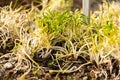 Lesser spearwort or Ranunculus Flammula plant in Saint Gallen in Switzerland