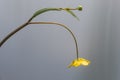 Lesser Spearwort & x28;Ranunculus flammula& x29; in flower