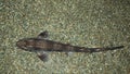Lesser Spotted Catshark Royalty Free Stock Photo