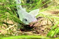 Lesser-spotted Dogfish/ Small-spotted catshark Royalty Free Stock Photo