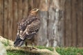 Lesser spotted eagle