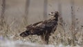 Lesser Spotted Eagle Among Bush Royalty Free Stock Photo