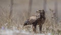 Lesser Spotted Eagle Among Bush Looking Left Royalty Free Stock Photo