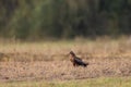 Lesser spotted eagle Clanga pomarina in ground Royalty Free Stock Photo