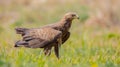 Lesser spotted eagle - Clanga pomarina - male bird Royalty Free Stock Photo