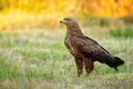Lesser spotted eagle, clanga pomarina, in summer at sunrise