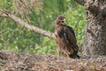 Lesser Spotted Eagle in the nest