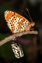 Lesser spotted fritillary