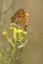 Lesser Spotted Fritillary butterfly - Melitaea trivia Royalty Free Stock Photo