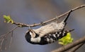 Lesser Spotted Woodpecker