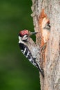 Lesser spotted woodpecker with chick Royalty Free Stock Photo