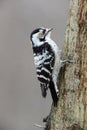 Lesser Spotted Woodpecker Dendrocopos minor Royalty Free Stock Photo