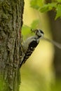 Lesser Spotted Woodpecker - Dendrocopos minor Royalty Free Stock Photo